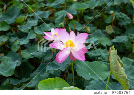 Pink lotus flower blooming in pond with green leaves Pink lotus flower blooming in pond with green leaves 97688764