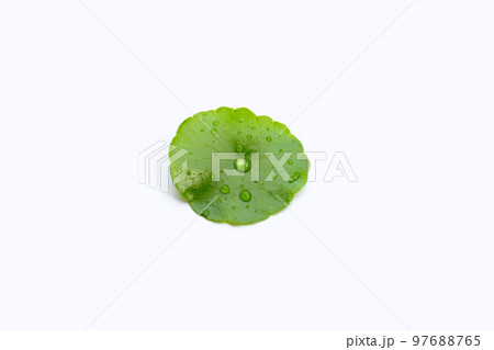 Fresh green centella asiatica leaf with water drop 97688765