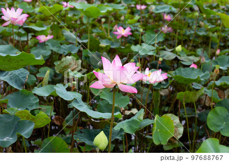 Pink lotus flower blooming in pond with green leaves 97688767