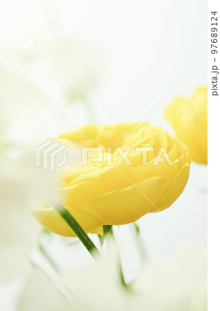 春にプレゼントしたい春イメージの明るい華やかなやわらかい黄色のバラの花 97689124