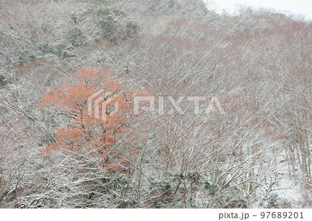 雪の降ったべふ峡 雪の降ったべふ峡 97689201