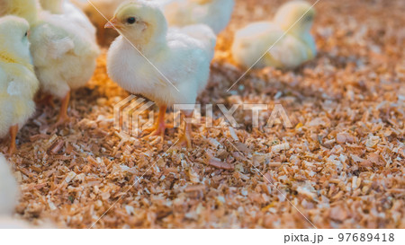 various various 97689418