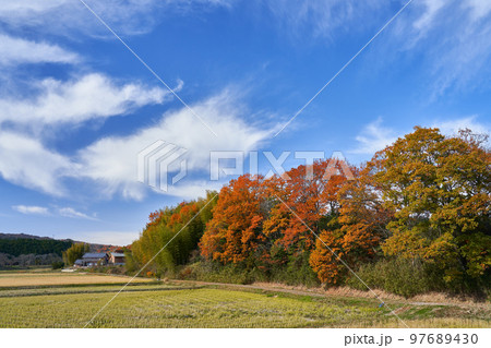 広葉樹林が色づく初冬の里山 97689430