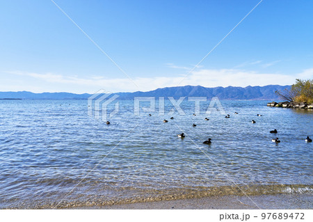 冬の琵琶湖と越冬する水鳥 冬の琵琶湖と越冬する水鳥 97689472