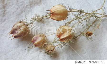 ニゲラのドライフラワー　アンティーク調 97689538