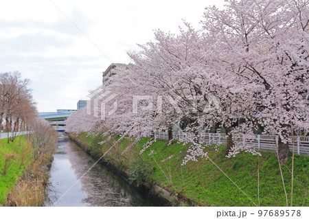 名古屋市北区 黒川の桜並木 名古屋市北区 黒川の桜並木 97689578