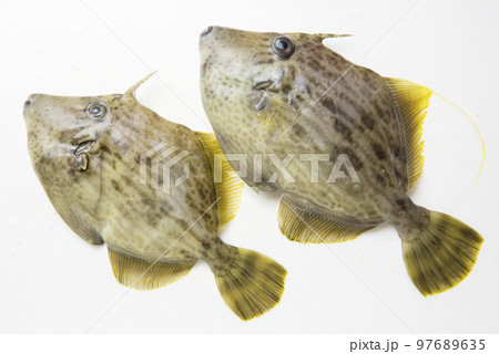 2匹のかわはぎ 97689635