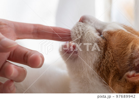 手を噛む猫　茶トラ白 97689942