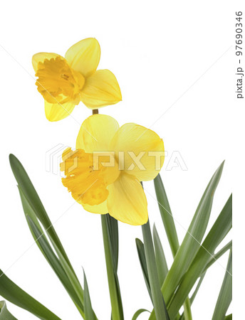 Narcissus jonquilla in studio 97690346