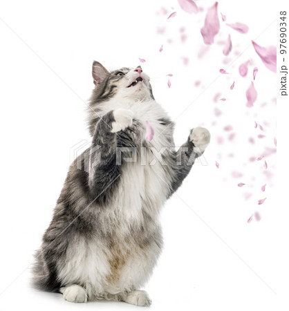 Norwegian Forest cat 97690348