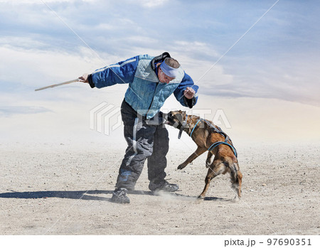 training of belgian shepherd 97690351