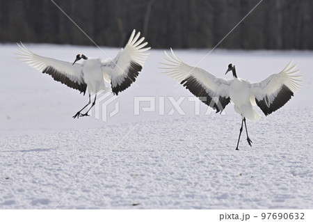 タンチョウヅル 97690632