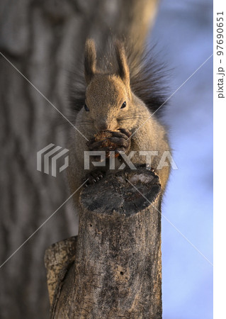 エゾリス 97690651