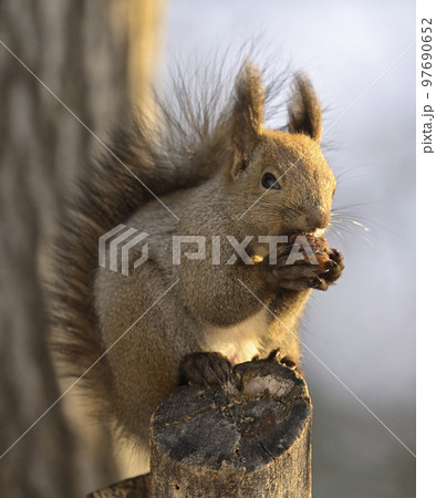 エゾリス 97690652