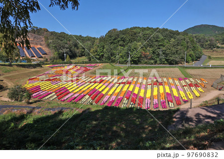 マムの花 97690832
