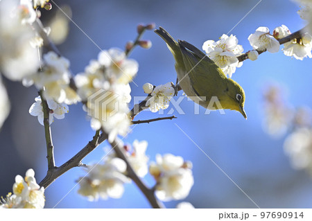 ウメジロ ウメジロ 97690914