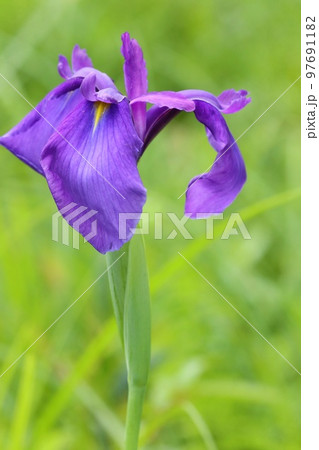 ノハナショウブ 野に咲く紫色の花 山野草 緑の自然背景 ノハナショウブ 野に咲く紫色の花 山野草 緑の自然背景 97691182