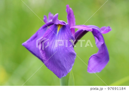 ノハナショウブ　野に咲く紫色の花　山野草　緑の自然背景 97691184