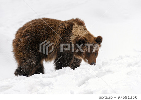 Close-up brown bear in winter forest. Danger animal in nature habitat. Wildlife scene Close-up brown bear in winter forest. Danger animal in nature habitat. Wildlife scene 97691350