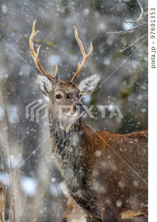 One adult red deer with big beautiful antlers on a snowy forest 97691353