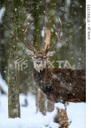 One adult red deer with big beautiful antlers on a snowy forest 97691355