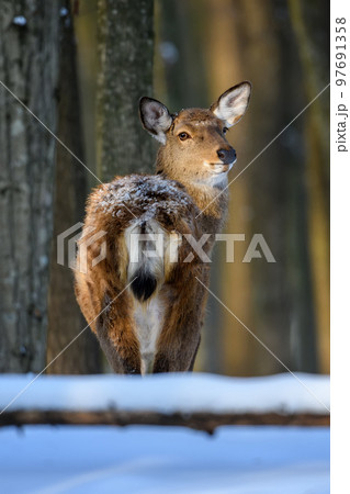 Female red deer on a snowy forest. Wildlife landscape with animal 97691358