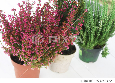 Pots with young conifer plants Pots with young conifer plants 97691372