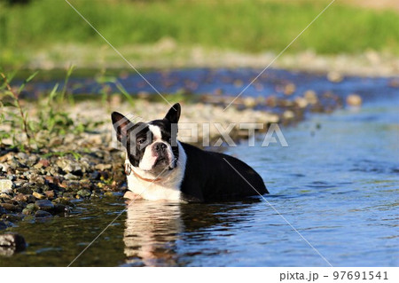 川遊びの人気スポットときがわ町の都幾川の浅瀬に伏せて山里を眺める可愛いボストンテリアのマイティ君♡ 97691541