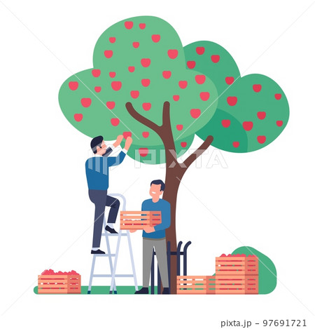 People pick apples in orchard. Gardeners collect crop from trees into wooden crates. Men harvesting fruits. Work in garden. Farmer standing on ladder. Agriculture workers. Vector concept People pick apples in orchard. Gardeners collect crop from trees into wooden crates. Men harvesting fruits. Work in garden. Farmer standing on ladder. Agriculture workers. Vector concept 97691721