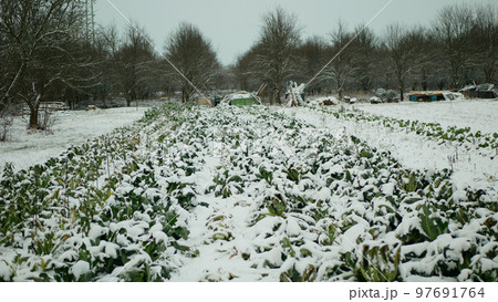 Farm field winter snow frost bio cauliflower leaves leaf Brassica oleracea land root crop farming harvest cultivated garden stem head cultivar organic gourd, agriculture plant Czech Europe Farm field winter snow frost bio cauliflower leaves leaf Brassica oleracea land root crop farming harvest cultivated garden stem head cultivar organic gourd, agriculture plant Czech Europe 97691764