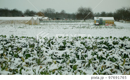 Farm field winter snow frost greenhouse foil bio cauliflower leaves leaf Brassica oleracea land root crop farming harvest cultivated garden stem head cultivar organic gourd, agriculture plant Europe 97691765