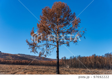 Isolated pine tree after the fire disaster Isolated pine tree after the fire disaster 97692222