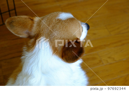 耳で返事をするコーギー犬 97692344