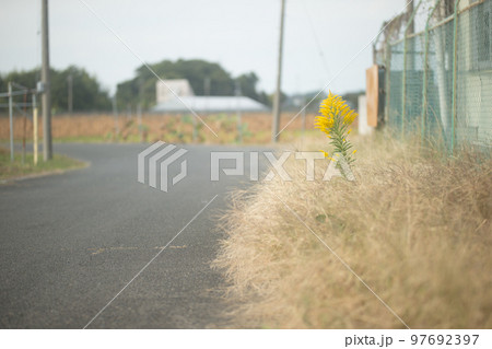 目立つ雑草 97692397