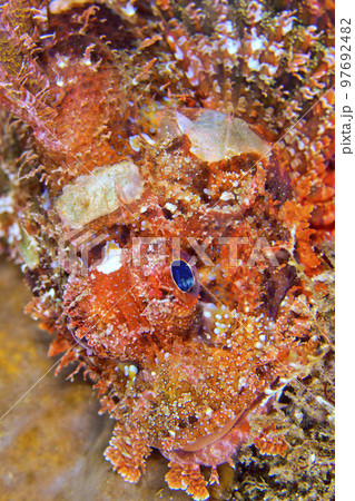 Scorpionfish, Lembeh, Indonesia 97692482