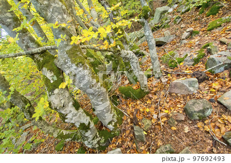 Hayedo de la Pedrosa Beech Forest, Spain Hayedo de la Pedrosa Beech Forest, Spain 97692493