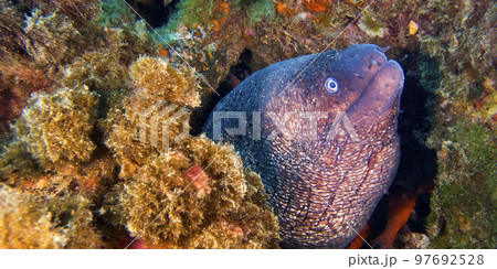 Moray Eel, Cabo Cope Puntas del Calnegre Regional Park, Spain 97692528