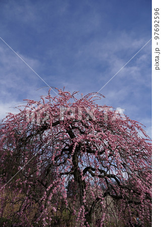 梅、梅の木、空、青空、青、ピンク、白、大きい梅の木、大きい木、大木