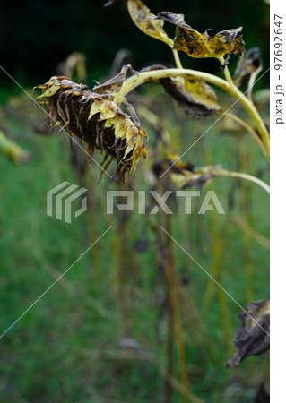 枯れたひまわり、ひまわり、終わり、枯れた、夏、夏の終わり、寂しい、古い、野外、空、公園、寂しい、終焉 97692647