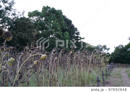 枯れたひまわり、ひまわり、終わり、枯れた、夏、夏の終わり、寂しい、古い、野外、空、公園、寂しい、終焉 97692648