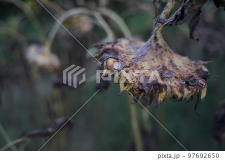 枯れたひまわり、ひまわり、終わり、枯れた、夏、夏の終わり、寂しい、古い、野外、空、公園、寂しい、終焉 97692650