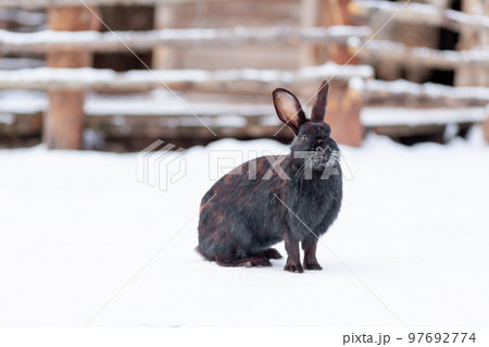 Beautiful, fluffy black rabbit in winter in the park 97692774