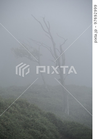 霧が立ち込める登山道 霧が立ち込める登山道 97692999