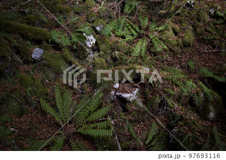 シダの群生 97693116