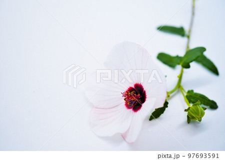 白バックにタカサゴフヨウの白い花 97693591