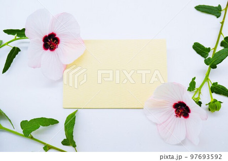 ホワイトバックにハイビスカスに似た高砂芙蓉の花と緑の葉で飾った黄色のコメントフレームのモックアップ 97693592