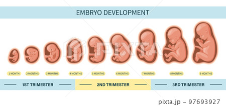 Embryo in the womb, set. Development and growth of the fetus at different stages of pregnancy, monthly period. Illustration, vector 97693927