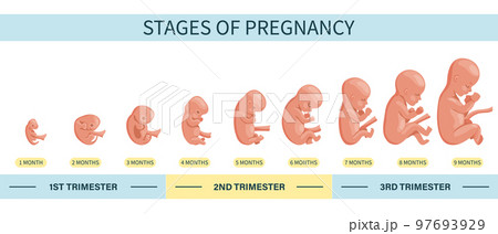 Embryo in the womb, set. Development and growth of the fetus at different stages of pregnancy, monthly period. Illustration, vector 97693929