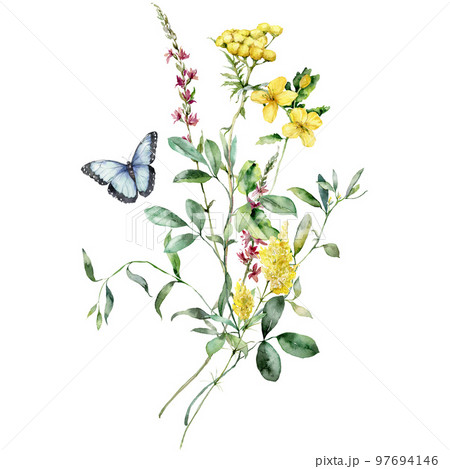 Watercolor meadow flowers bouquet of tansy, celandine and sage. Hand painted floral poster of wildflowers isolated on white background. Holiday Illustration for design, print, background. 97694146