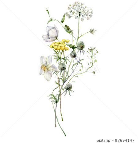 Watercolor meadow flowers bouquet of blueberry, tansy and buttercup. Hand painted floral poster of wildflowers isolated on white background. Holiday Illustration for design, print, background. 97694147